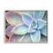 Stupell Industries Succulent Plant Vibrant Bloom Painting Framed Wall Art
